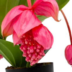 Bloeiplek Verkoopwinkel -Bloeiplek Verkoopwinkel medinella magnifica trosbloem p17 h60 5