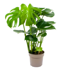 Monstera Deliciosa - Gatenplant - P17 H65 - Kamerplant