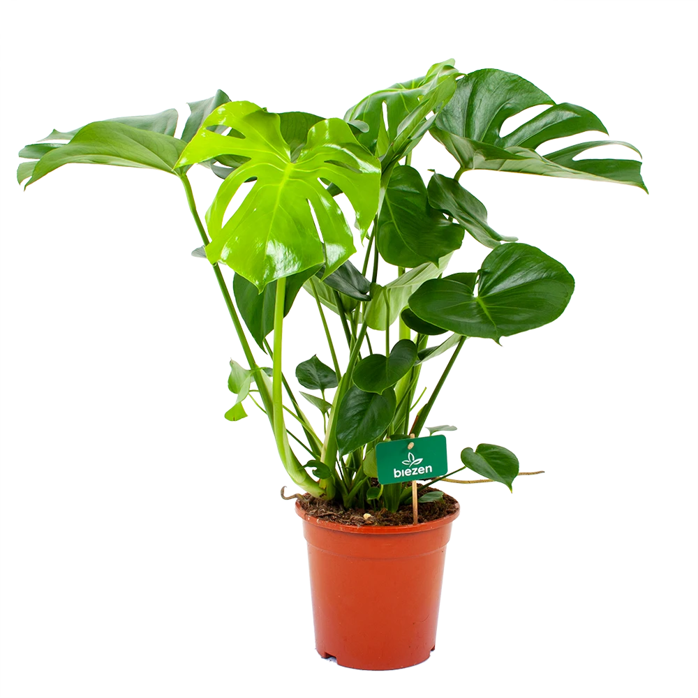 Monstera Deliciosa - Gatenplant - P21 H75 - Kamerplant 1 Monstera Deliciosa - Gatenplant - P21 H75 - Kamerplant
