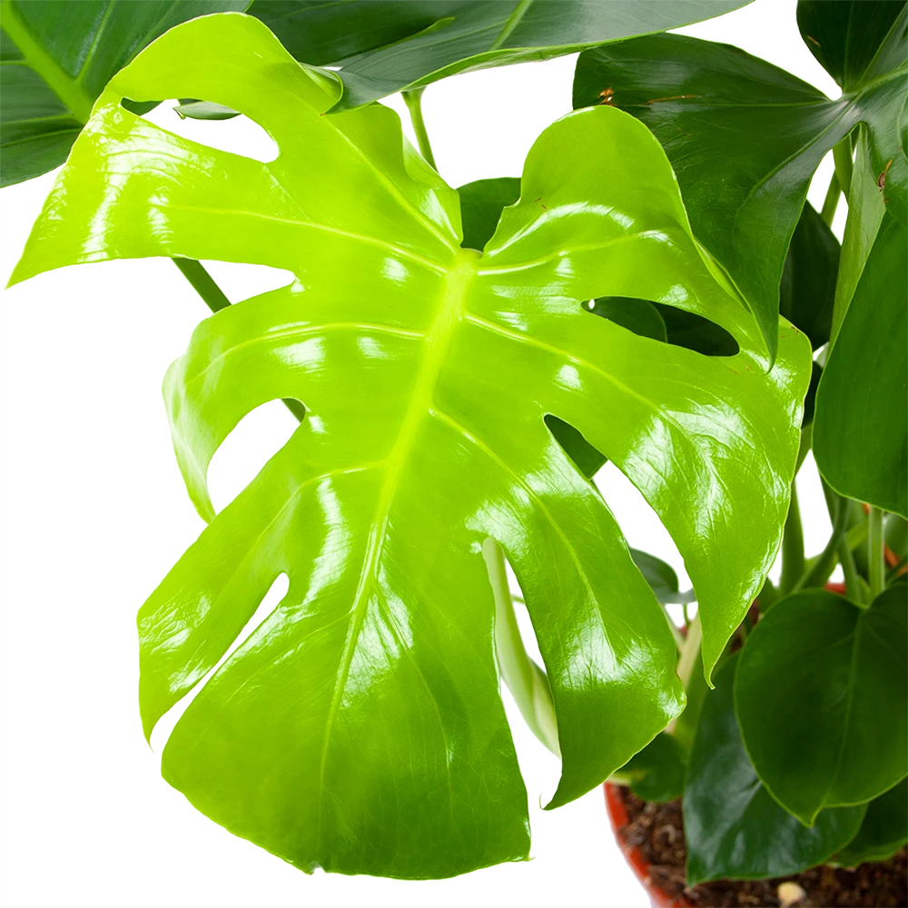 Monstera Deliciosa - Gatenplant - P21 H75 - Kamerplant 2 Monstera Deliciosa - Gatenplant - P21 H75 - Kamerplant - Afbeelding 2