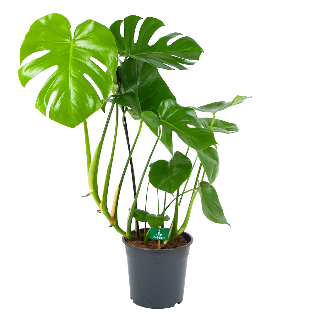 Monstera Deliciosa - Gatenplant - P24 H100 - Kamerplant 1 Monstera Deliciosa - Gatenplant - P24 H100 - Kamerplant