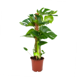 Monstera Deliciosa Op Mosstok - Gatenplant - P19 H80 - Kamerplant