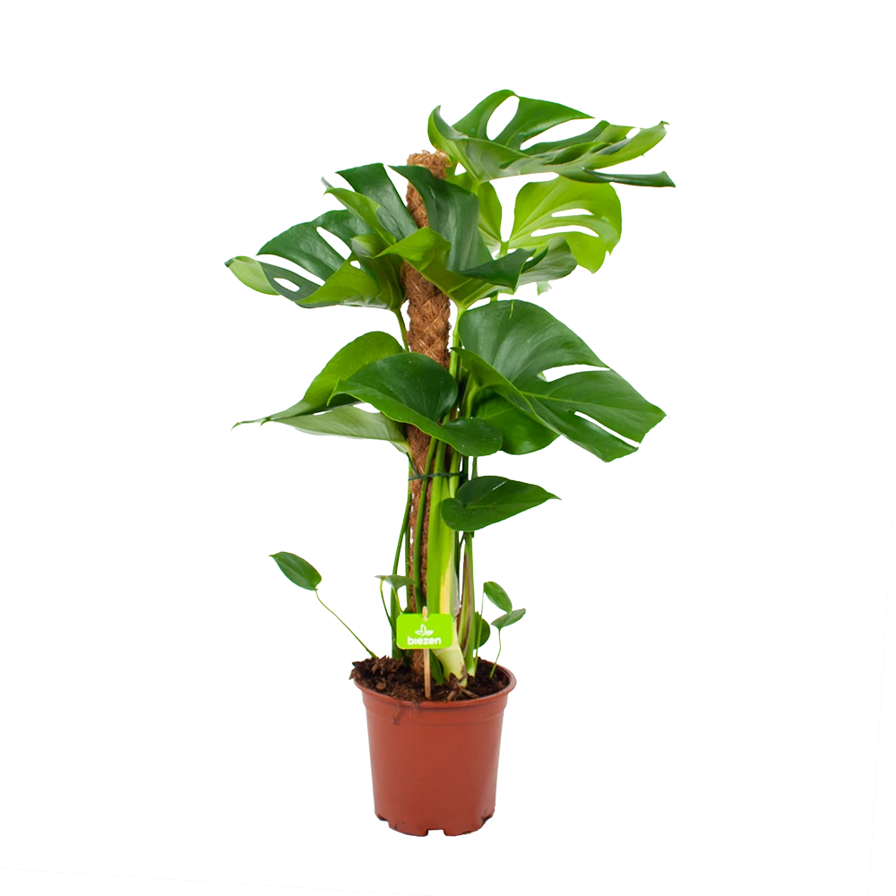 Monstera Deliciosa Op Mosstok - Gatenplant - P19 H80 - Kamerplant 1 Monstera Deliciosa Op Mosstok - Gatenplant - P19 H80 - Kamerplant