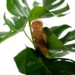 Monstera Deliciosa Op Mosstok - Gatenplant - P19 H80 - Kamerplant 7 Monstera Deliciosa Op Mosstok - Gatenplant - P19 H80 - Kamerplant -Bloeiplek Verkoopwinkel monstera deliciosa op mosstok gatenplant p19 h80 5