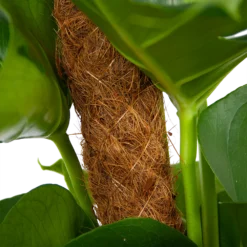 Monstera Deliciosa Op Mosstok - Gatenplant - P19 H80 - Kamerplant 8 Monstera Deliciosa Op Mosstok - Gatenplant - P19 H80 - Kamerplant -Bloeiplek Verkoopwinkel monstera deliciosa op mosstok gatenplant p19 h80 6