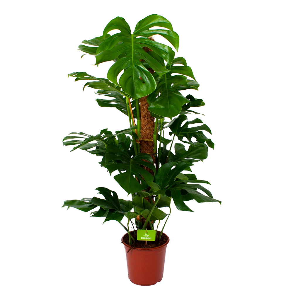Monstera Deliciosa Op Mosstok - Gatenplant - P24 H120 - Kamerplant 1 Monstera Deliciosa Op Mosstok - Gatenplant - P24 H120 - Kamerplant