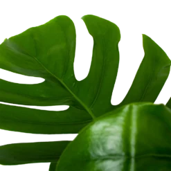 Monstera Deliciosa Op Mosstok - Gatenplant - P24 H120 - Kamerplant 6 Monstera Deliciosa Op Mosstok - Gatenplant - P24 H120 - Kamerplant -Bloeiplek Verkoopwinkel monstera deliciosa op mosstok gatenplant p24 h120 6