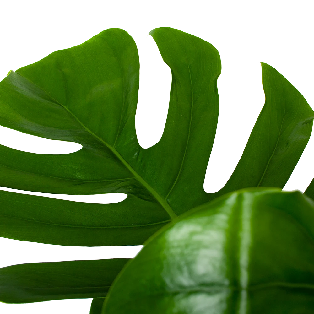 Monstera Deliciosa Op Mosstok - Gatenplant - P24 H120 - Kamerplant 3 Monstera Deliciosa Op Mosstok - Gatenplant - P24 H120 - Kamerplant - Afbeelding 3