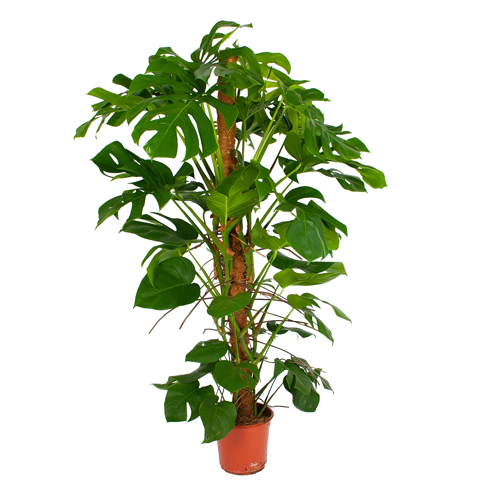 Monstera Deliciosa Op Mosstok - Gatenplant - P24 H150 - Kamerplant 1 Monstera Deliciosa Op Mosstok - Gatenplant - P24 H150 - Kamerplant