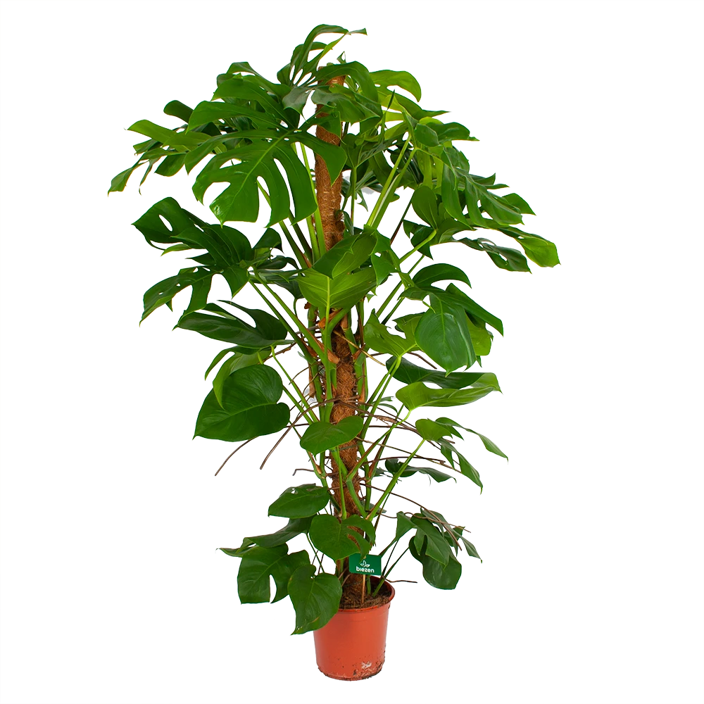 Monstera Deliciosa Op Mosstok - Gatenplant - P24 H150 - Kamerplant 2 Monstera Deliciosa Op Mosstok - Gatenplant - P24 H150 - Kamerplant - Afbeelding 2