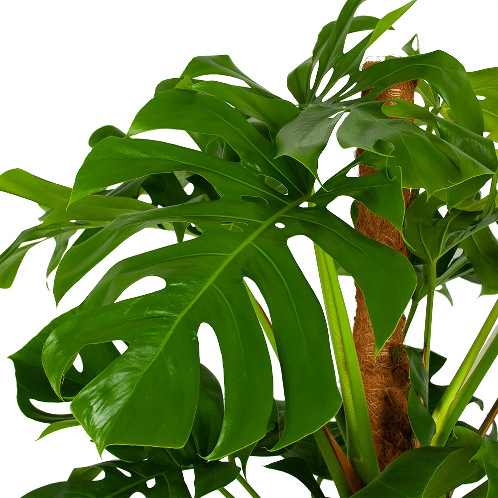 Monstera Deliciosa Op Mosstok - Gatenplant - P24 H150 - Kamerplant 3 Monstera Deliciosa Op Mosstok - Gatenplant - P24 H150 - Kamerplant - Afbeelding 3