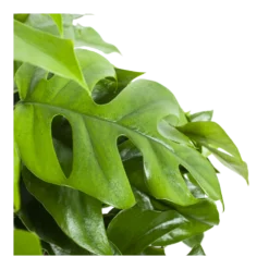 Monstera Minima - Gatenplant - In Hangpot - P27 H30 - Kamerplant -Bloeiplek Verkoopwinkel monstera minima gatenplant in hangpot p27 h30 6