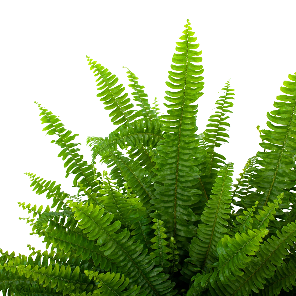 Nephrolepis Exalata Green Lady - Krulvaren - P19 H60 - Kamerplant 2 Nephrolepis Exalata Green Lady - Krulvaren - P19 H60 - Kamerplant - Afbeelding 2