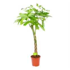 Pachira Aquatica - Geldboom - P24 H135 - Kamerplant
