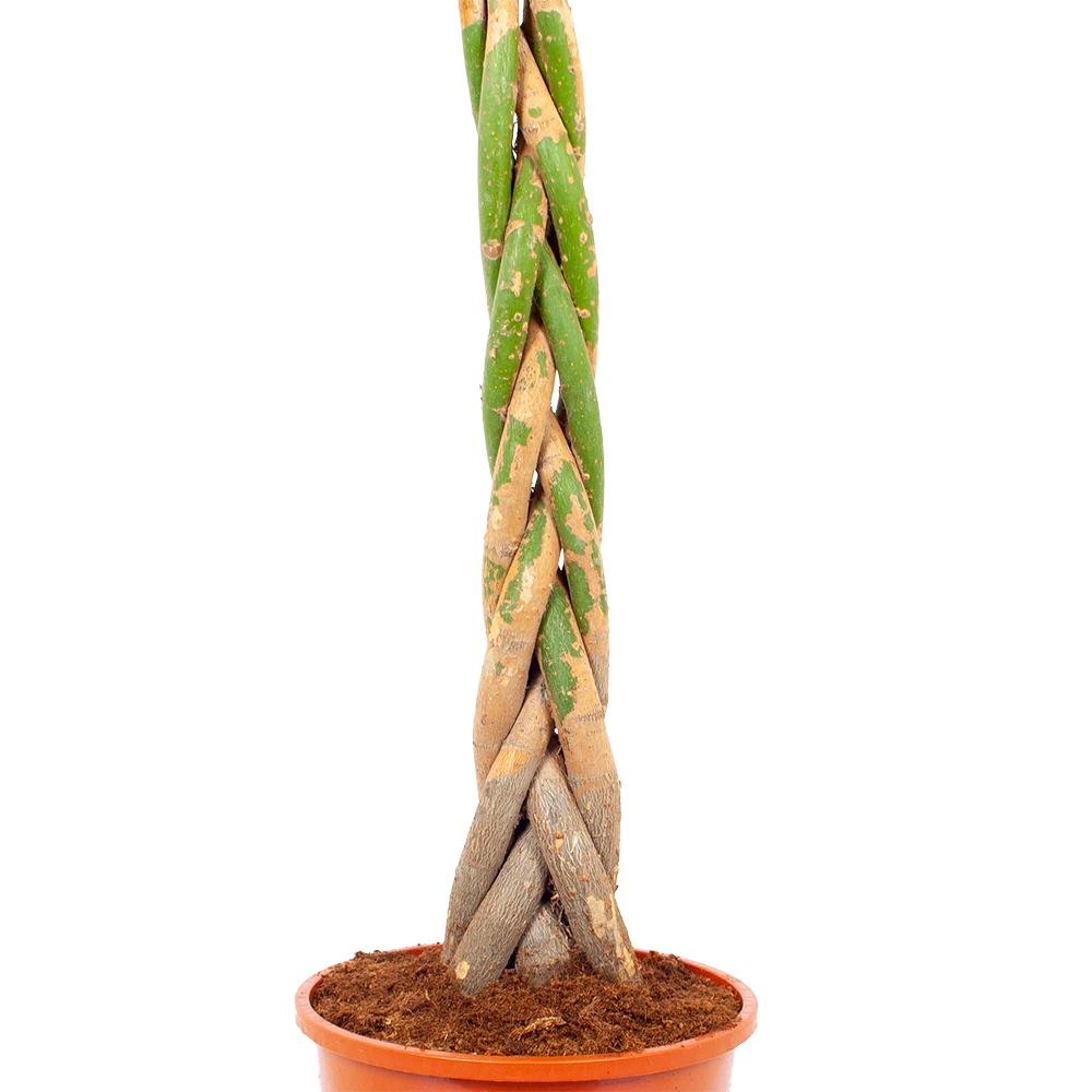 Pachira Aquatica - Geldboom - P24 H135 - Kamerplant 2 Pachira Aquatica - Geldboom - P24 H135 - Kamerplant - Afbeelding 2