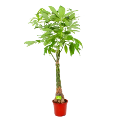 Pachira Aquatica - Geldboom - P27 H150 - Kamerplant