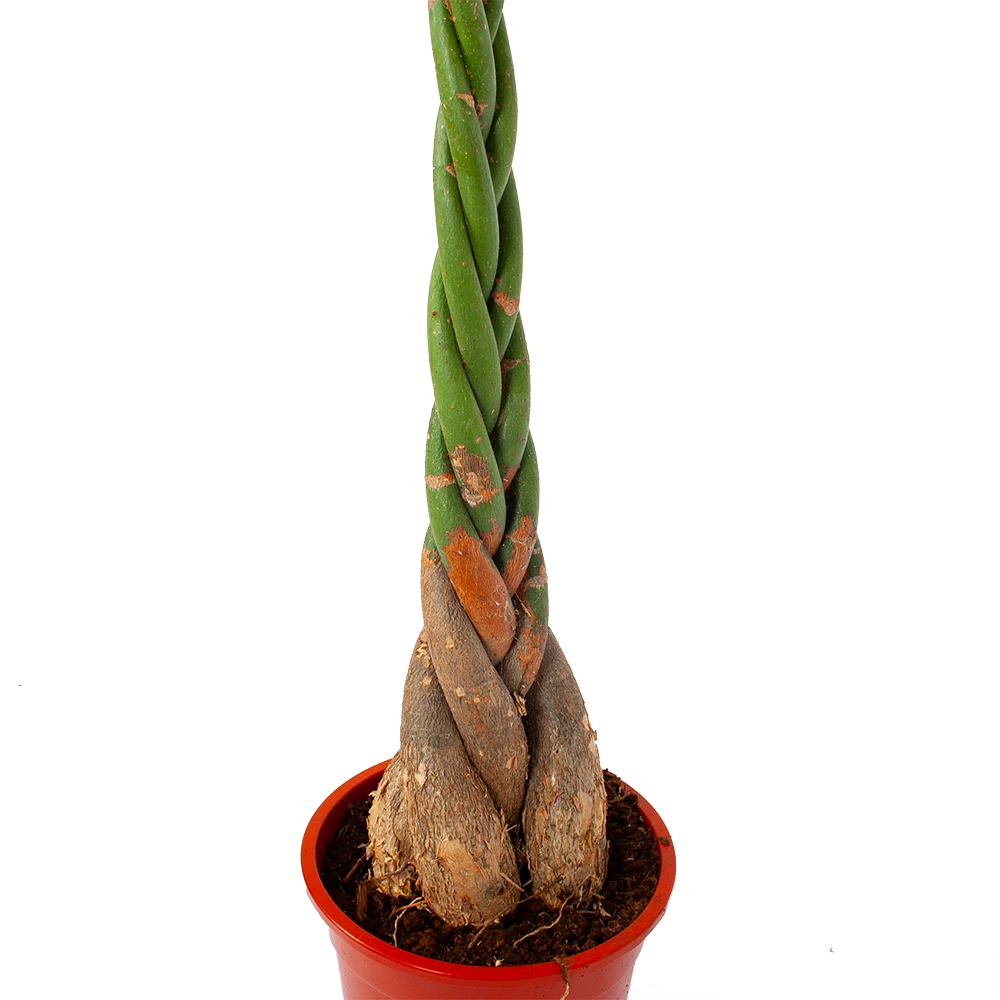 Pachira Aquatica - Geldboom - P27 H150 - Kamerplant 2 Pachira Aquatica - Geldboom - P27 H150 - Kamerplant - Afbeelding 2