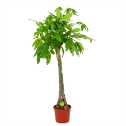 Pachira Aquatica - Geldboom - P35 H190 - Kamerplant