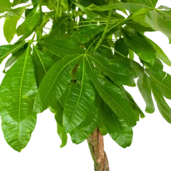 Pachira Aquatica - Geldboom - P35 H190 - Kamerplant 6 Pachira Aquatica - Geldboom - P35 H190 - Kamerplant -Bloeiplek Verkoopwinkel pachira aquatica geldboom p35 h190 6