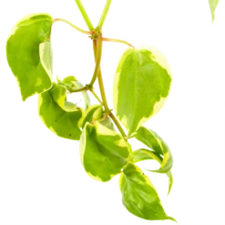 Peperomia Scandens Variegata - In Hangpot - P17 H30 - Kamerplant -Bloeiplek Verkoopwinkel peperomia scandens variegata in hangpot p17 h30 6