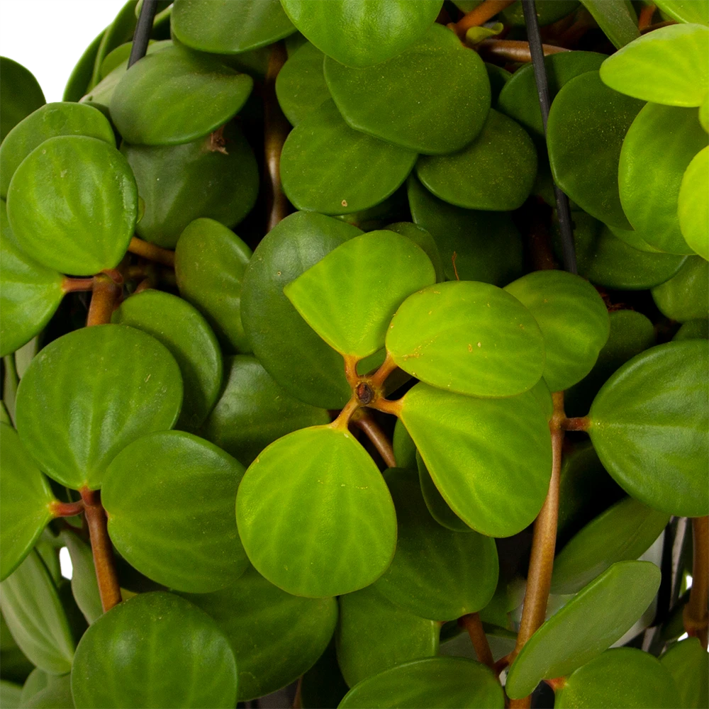 Peperomia Tetraphylla - In Hangpot - P15 H25 - Kamerplant 2 Peperomia Tetraphylla - In Hangpot - P15 H25 - Kamerplant - Afbeelding 2