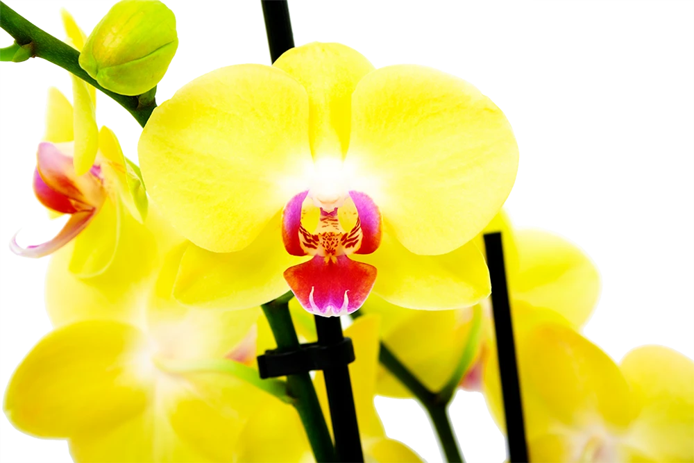 3 Taks Phalaenopsis Limelight - Vlinderorchidee - P12 H60 - Kamerplant 2 3 Taks Phalaenopsis Limelight - Vlinderorchidee - P12 H60 - Kamerplant - Afbeelding 2