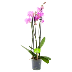 3 Taks Phalaenopsis Bloomington - Vlinderorchidee - P12 H60 - Kamerplant