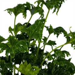Philodendron Atlantis - P21 H75 - Kamerplant -Bloeiplek Verkoopwinkel philodendron atlantis p21 h75 kamerplant 4