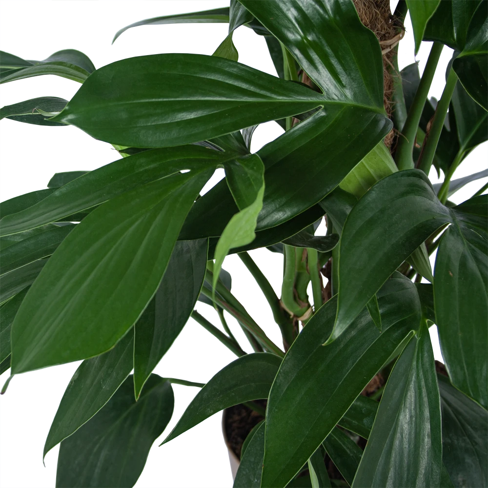 Philodendron Florida Beauty Op Mosstok - P24 H80 - Kamerplant 2 Philodendron Florida Beauty Op Mosstok - P24 H80 - Kamerplant - Afbeelding 2