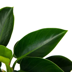 Philodendron Green Princess - P17 H50 - Kamerplant -Bloeiplek Verkoopwinkel philodendron green princess p17 h50 6 1