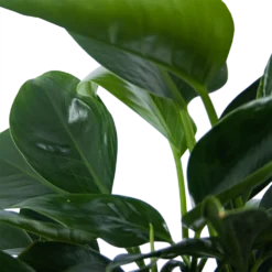 Philodendron Green Princess - P21 H70 - Kamerplant -Bloeiplek Verkoopwinkel philodendron green princess p21 h70 6