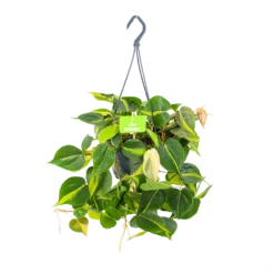 Philodendron Scandens Brasil - In Hangpot - P14 H35 - Kamerplant