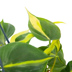 Philodendron Scandens Brasil - In Hangpot - P14 H35 - Kamerplant 6 Philodendron Scandens Brasil - In Hangpot - P14 H35 - Kamerplant -Bloeiplek Verkoopwinkel philodendron scandens brasil in hangpot p14 h35 6 1