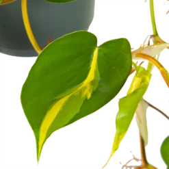 Philodendron Scandens Brasil - In Hangpot - P17 H35 - Kamerplant -Bloeiplek Verkoopwinkel philodendron scandens brasil in hangpot p17 h35 6