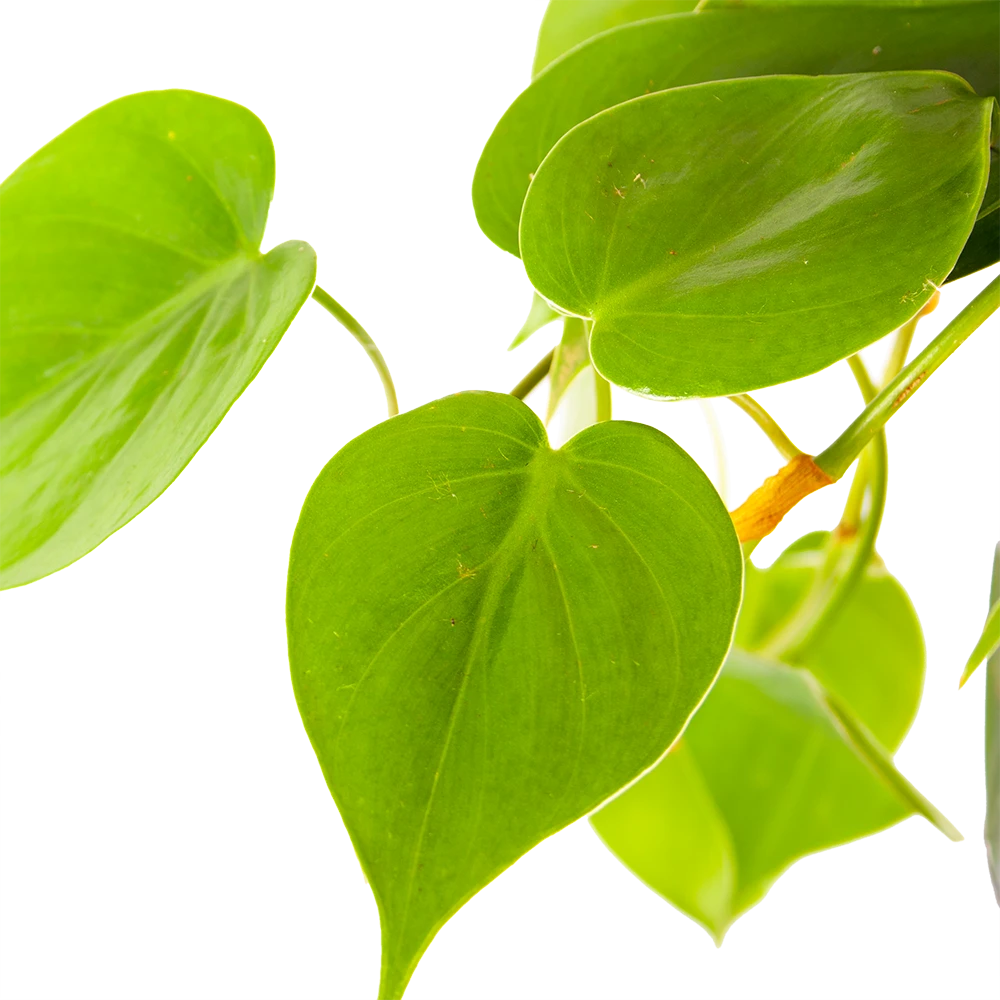 Philodendron Scandens - In Hangpot - P17 H35 - Kamerplant 3 Philodendron Scandens - In Hangpot - P17 H35 - Kamerplant - Afbeelding 3