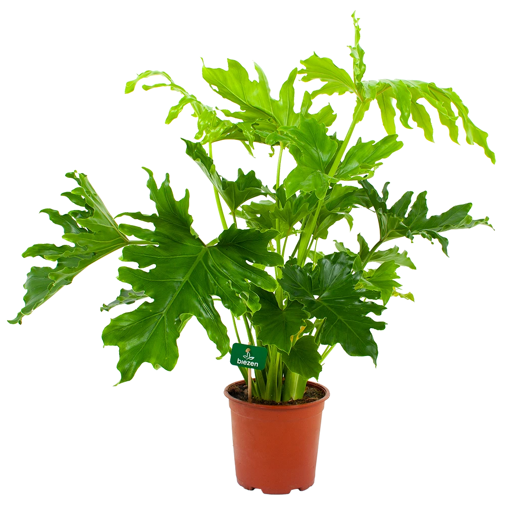 Philodendron Selloum Little Hope - P19 H75 - Kamerplant 1 Philodendron Selloum Little Hope - P19 H75 - Kamerplant