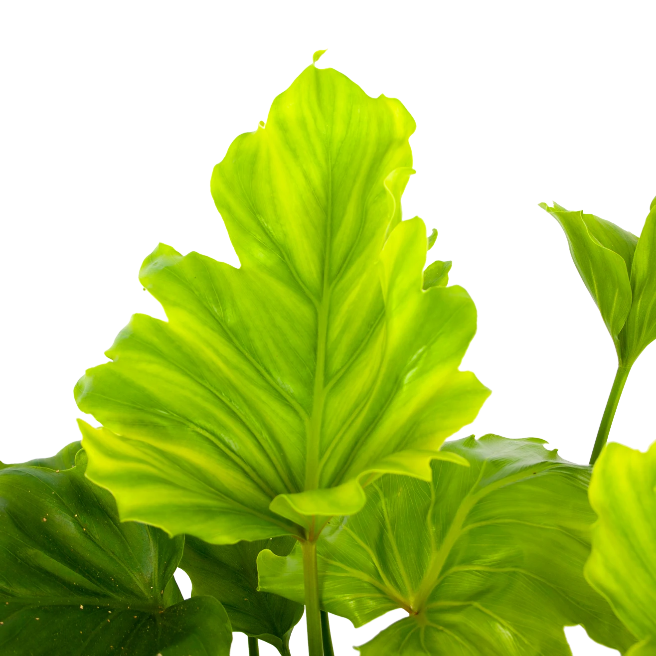 Philodendron Bipinnatifidum Little Hope - P21 H75 - Kamerplant 2 Philodendron Bipinnatifidum Little Hope - P21 H75 - Kamerplant - Afbeelding 2