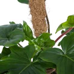 Philodendron Squamiferum Piramide Op Mosstok - P24 H70 - Kamerplant 6 Philodendron Squamiferum Piramide Op Mosstok - P24 H70 - Kamerplant -Bloeiplek Verkoopwinkel philodendron squamiferum piramide op mosstok p24 h70 6