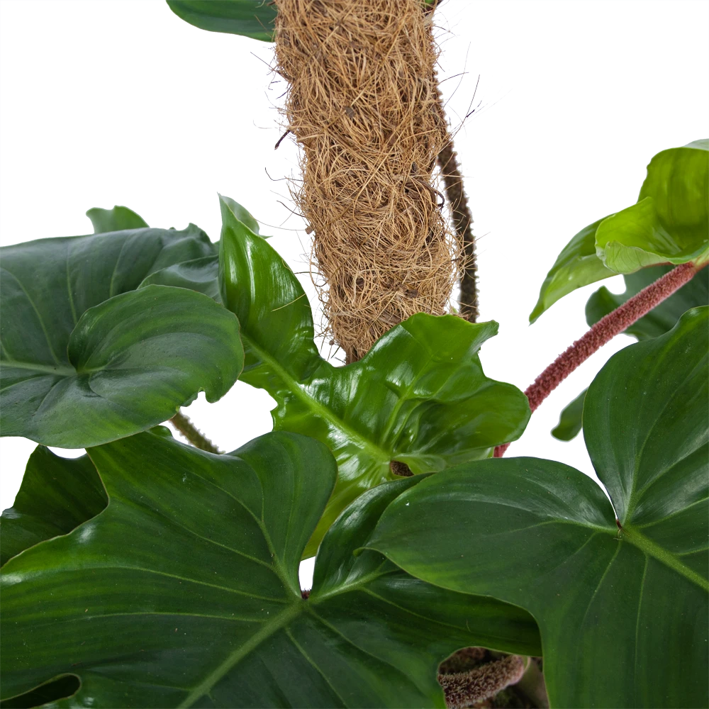 Philodendron Squamiferum Piramide Op Mosstok - P24 H70 - Kamerplant 3 Philodendron Squamiferum Piramide Op Mosstok - P24 H70 - Kamerplant - Afbeelding 3