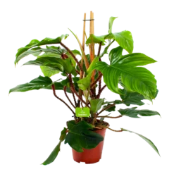 Philodendron Squamiferum Piramide - P19 H75 - Kamerplant