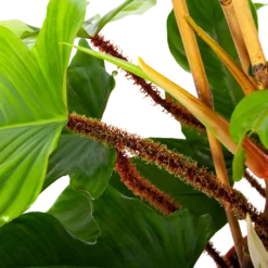 Philodendron Squamiferum Piramide - P19 H75 - Kamerplant -Bloeiplek Verkoopwinkel philodendron squamiferum piramide p19 h75 6 1