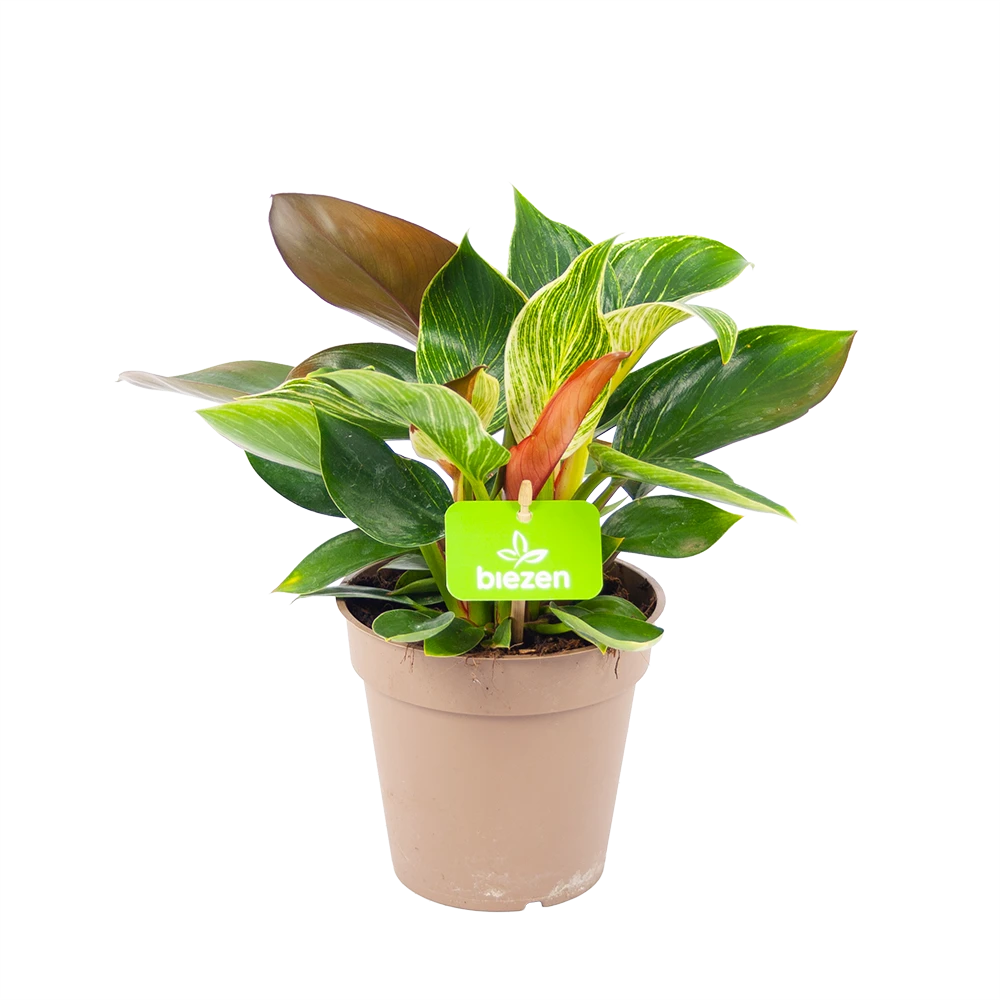 Philodendron White Wave - P13 H30 - Kamerplant 1 Philodendron White Wave - P13 H30 - Kamerplant
