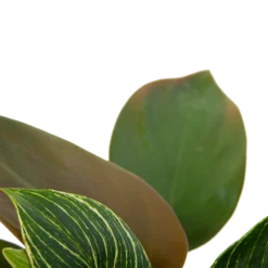 Philodendron White Wave - P13 H30 - Kamerplant 6 Philodendron White Wave - P13 H30 - Kamerplant -Bloeiplek Verkoopwinkel philodendron white wave p13 h30 6