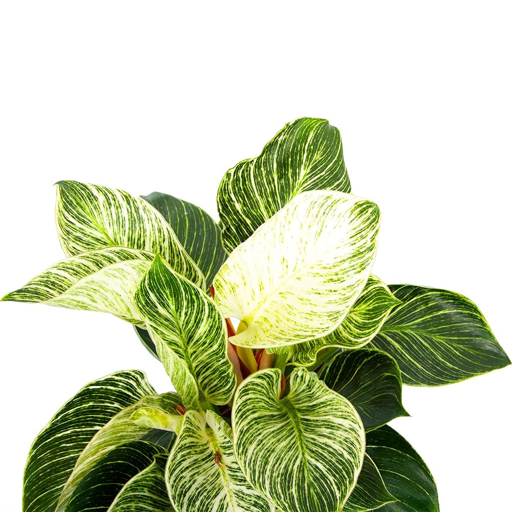 Philodendron White Wave - P17 H40 - Kamerplant 2 Philodendron White Wave - P17 H40 - Kamerplant - Afbeelding 2