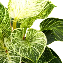 Philodendron White Wave - P17 H40 - Kamerplant 6 Philodendron White Wave - P17 H40 - Kamerplant -Bloeiplek Verkoopwinkel philodendron white wave p17 h40 6 1