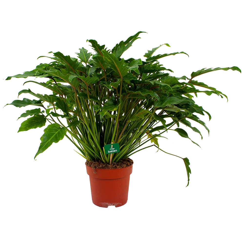 Philodendron Xanadu - P21 H60 - Kamerplant 1 Philodendron Xanadu - P21 H60 - Kamerplant