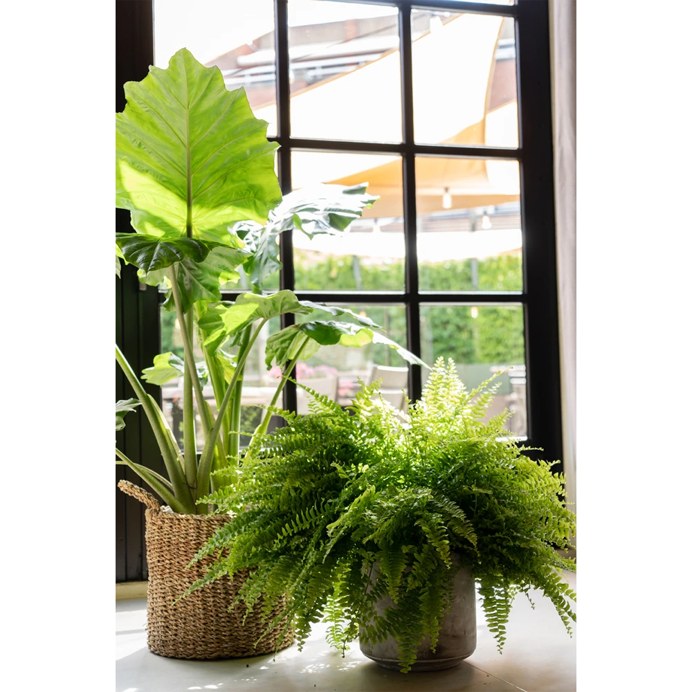 Plantenmand Joris - D30 X H27cm - Naturel 2 Plantenmand Joris - D30 X H27cm - Naturel - Afbeelding 2