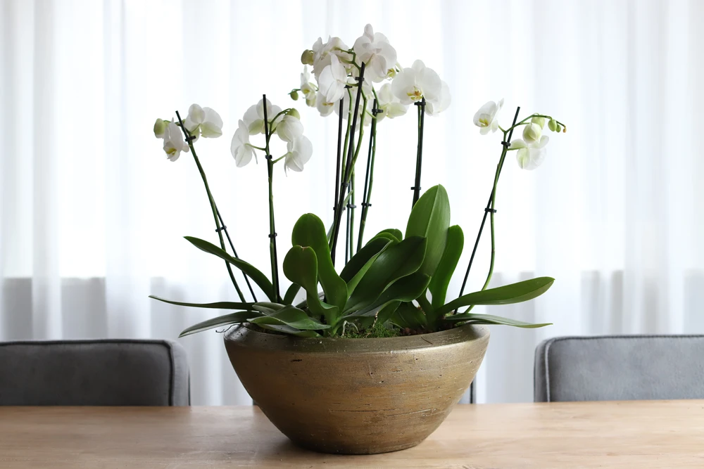 Plantenschaal Kos - D35 X H18cm - Goud 2 Plantenschaal Kos - D35 X H18cm - Goud - Afbeelding 2