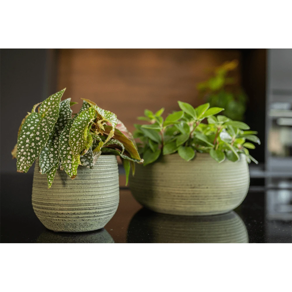 Plantenschaal Lydia - D28 X H13cm - Shiny Green 2 Plantenschaal Lydia - D28 X H13cm - Shiny Green - Afbeelding 2