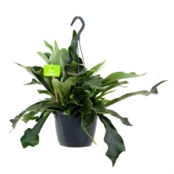 Platycerium Bifurcatum - Hertshoornvaren - In Hangpot - P17 H35 - Kamerplant